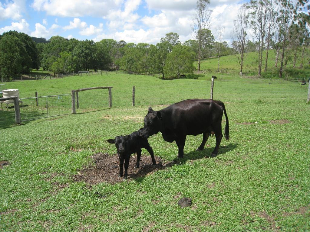 Jacaranda Creek Farmstay & B&B Sunshine Coast Exterior photo