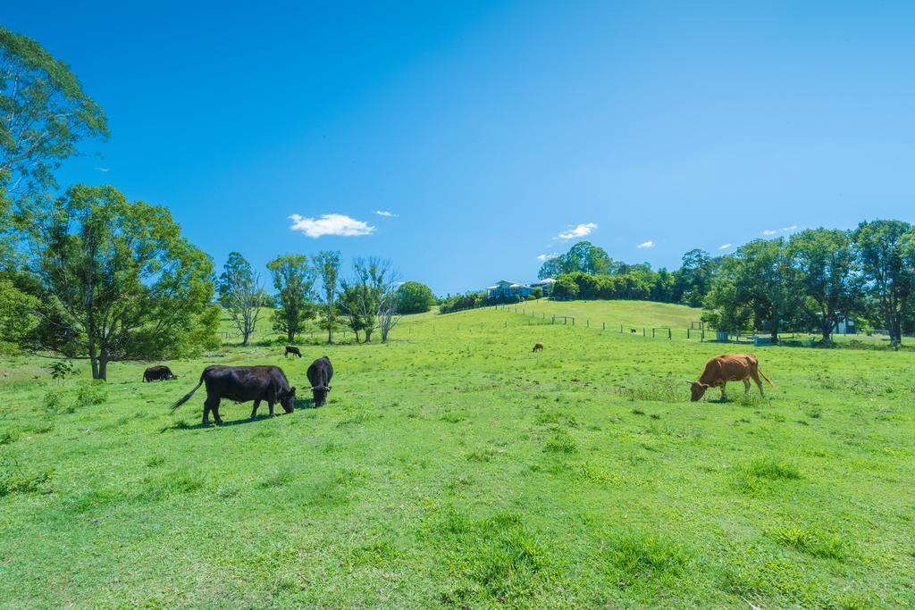 Jacaranda Creek Farmstay & B&B Sunshine Coast Exterior photo